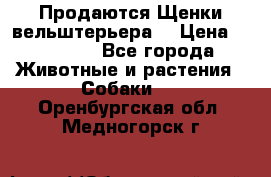 Продаются Щенки вельштерьера  › Цена ­ 27 000 - Все города Животные и растения » Собаки   . Оренбургская обл.,Медногорск г.